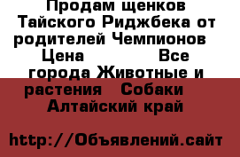 Продам щенков Тайского Риджбека от родителей Чемпионов › Цена ­ 30 000 - Все города Животные и растения » Собаки   . Алтайский край